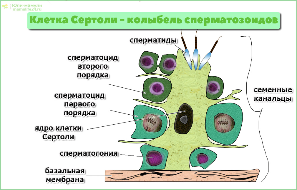 Гематотестикулярный барьер схема